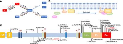 A synonymous mutation in PI4KA impacts the <mark class="highlighted">transcription and translation</mark> process of gene expression